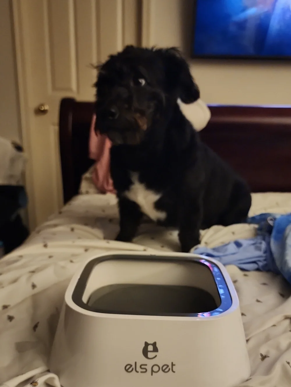 White and Gray Pet Water Bowl